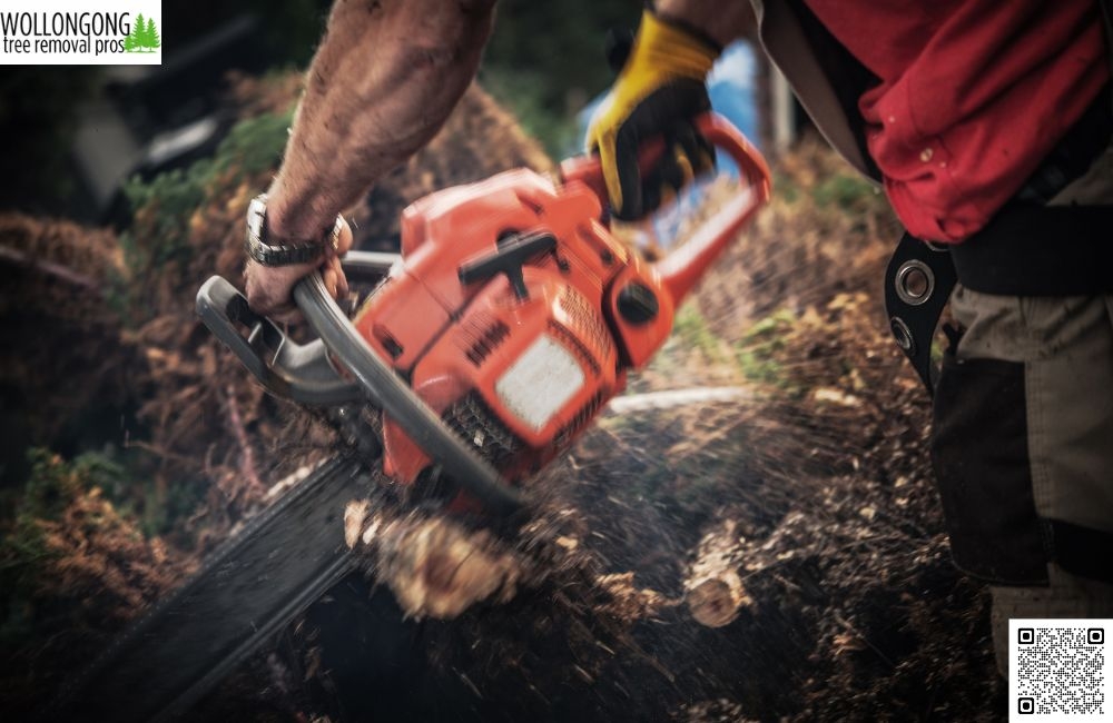 Tree Health: When to Call a Specialist