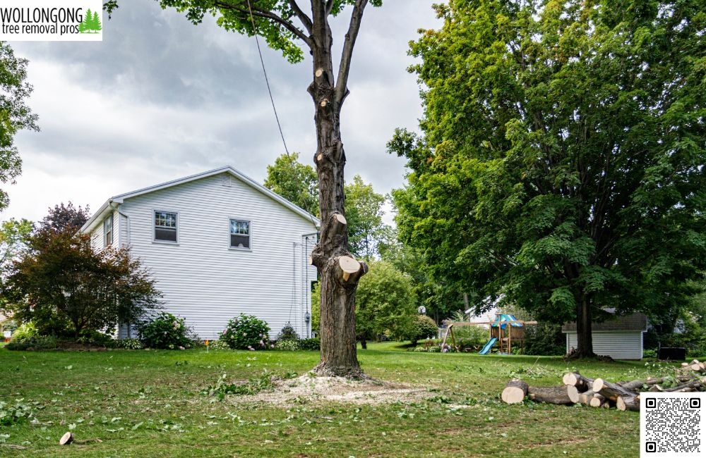 What’s the difference between tree lopping and pruning?
