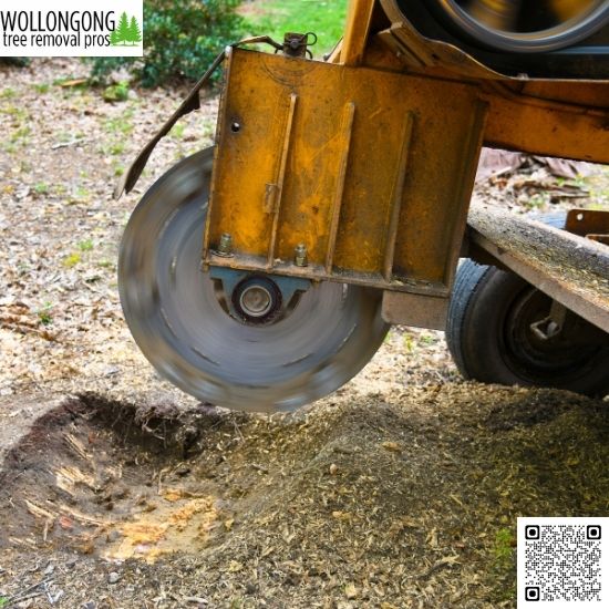 Stump Grinding vs Stump Removal