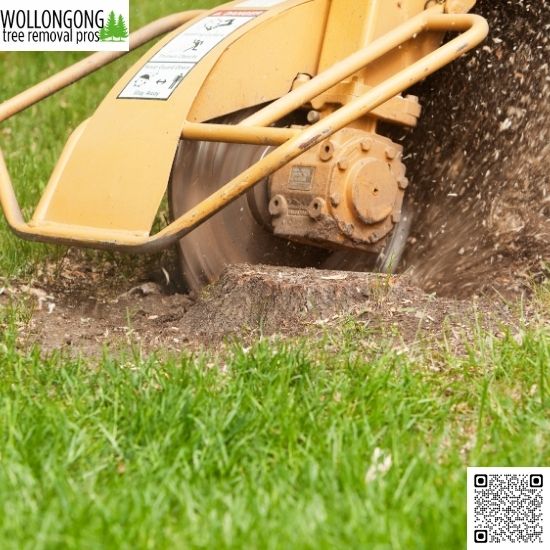 Dangers of Overgrown Trees Near Your Home