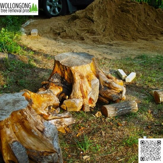 Wollongong's Tree Challenges and Solutions