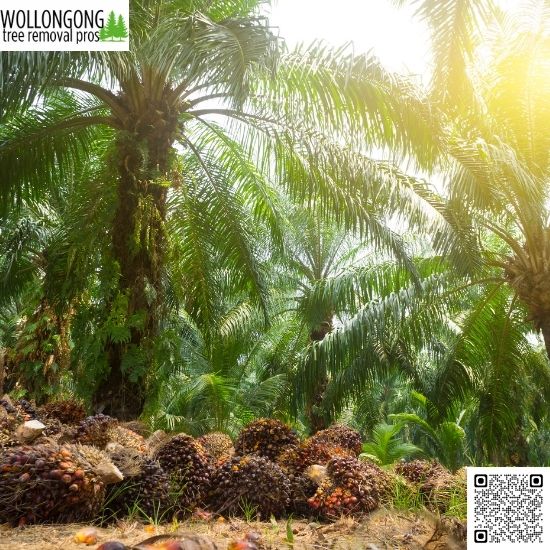 Top Reasons to Remove a Palm Tree