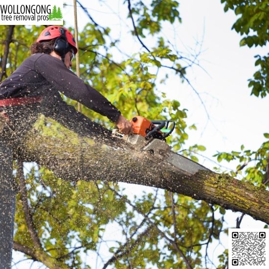 How Much Does Tree Removal Cost in Wollongong?