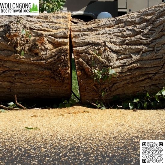 Safe and Efficient Tree Removal: What to Expect