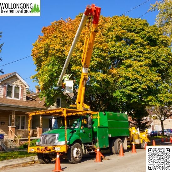 Signs You Need Professional Tree Services