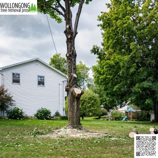 Scheduling Regular Tree Maintenance