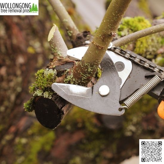 Tree Services for Real Estate Developers