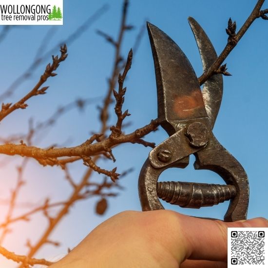 Can trimming trees improve solar energy access?
